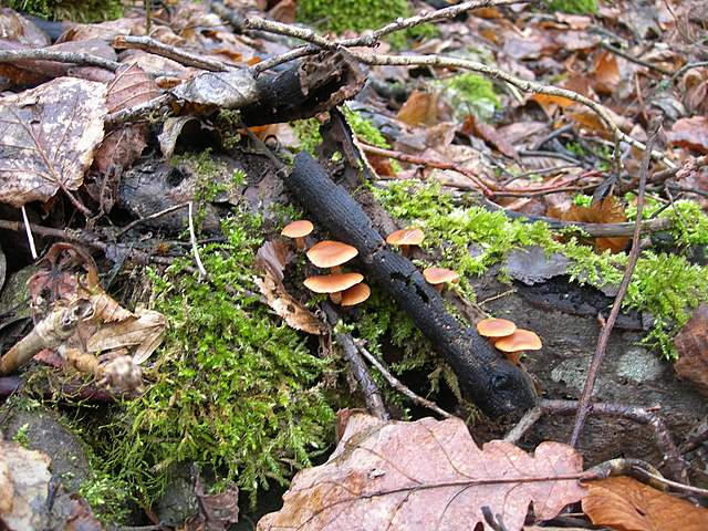 Le specie igrofile invernali